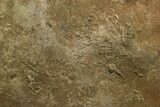 Cruziana (Fossil Trilobite Trackway) - Morocco #375321-2